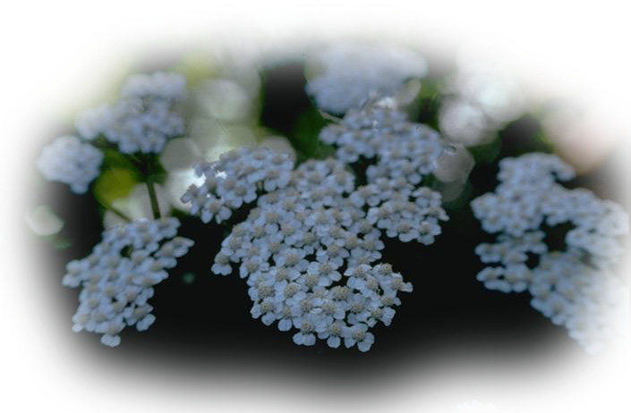 C�VAN PER�EM�